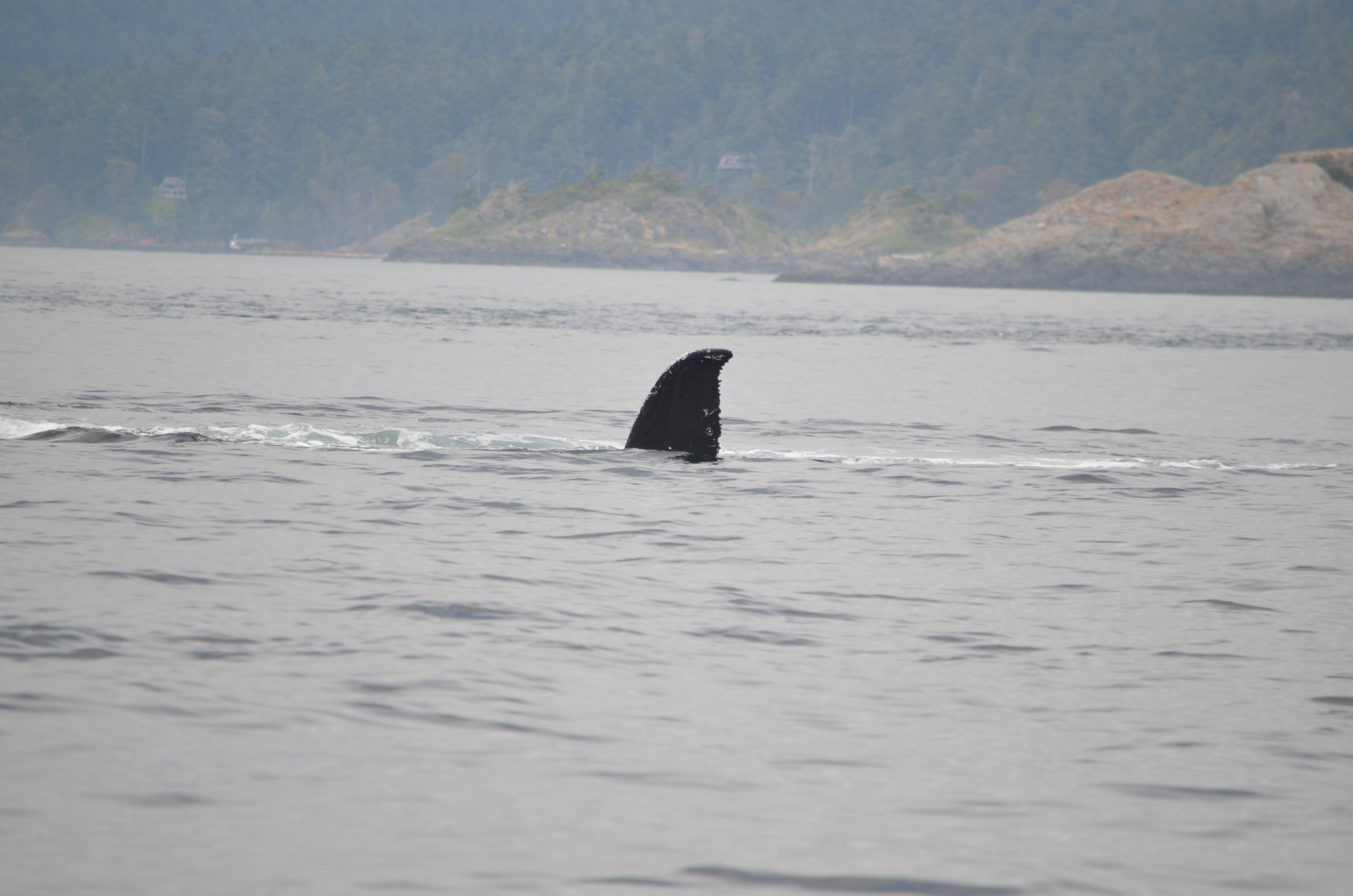 photos/wildlife/Mammal_Species/Humpback Whale/DSC_0209.JPG